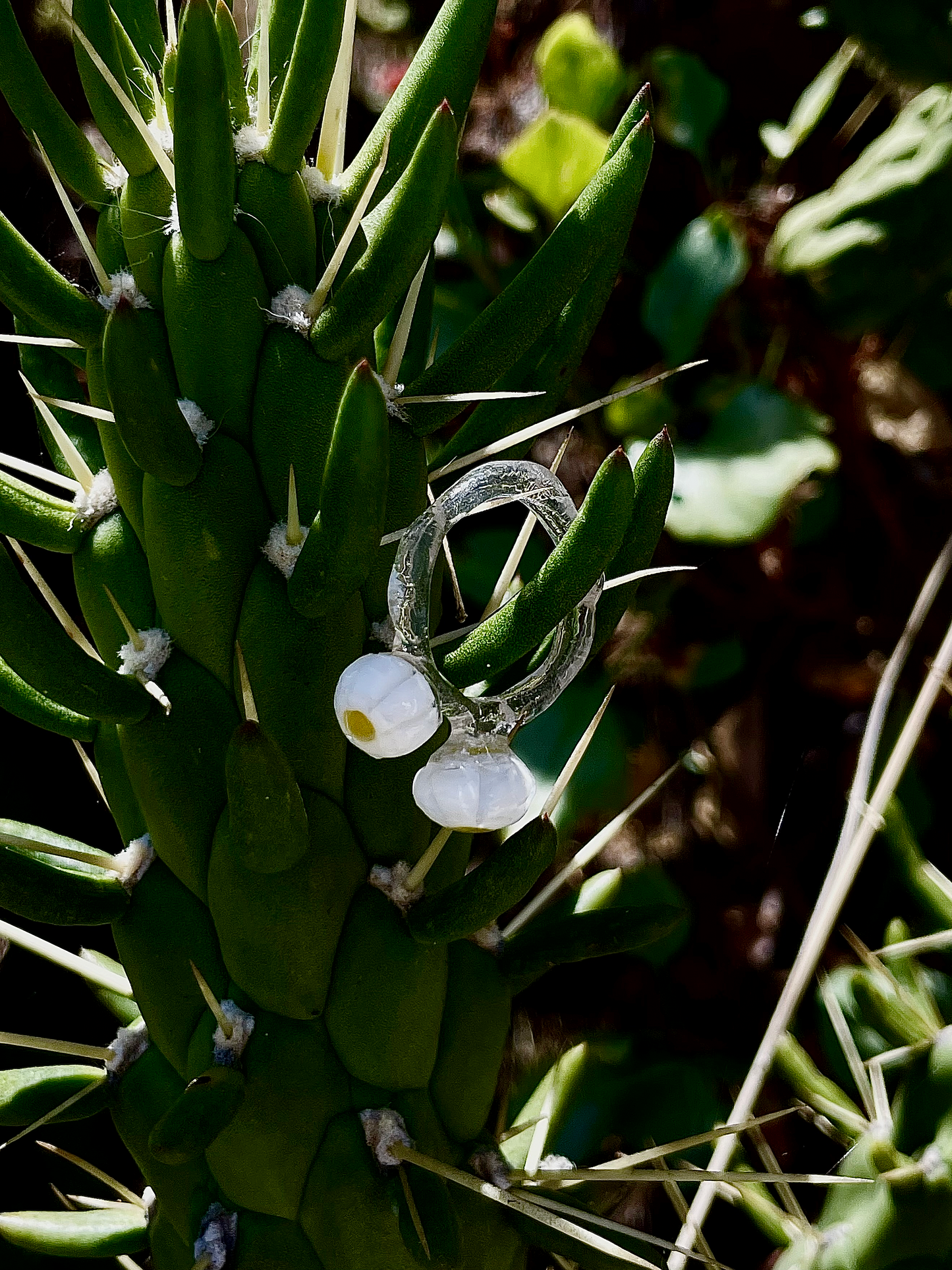 Ring - clementine implant 🌼